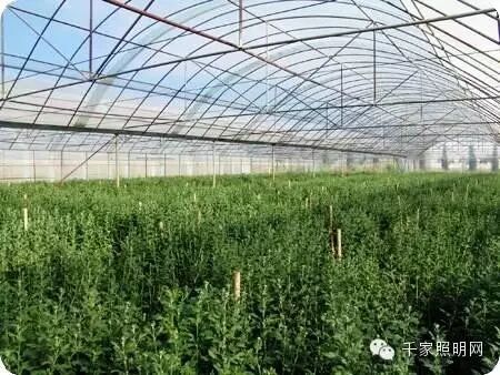 温室栽培对于LED植物灯照明有哪些需求？