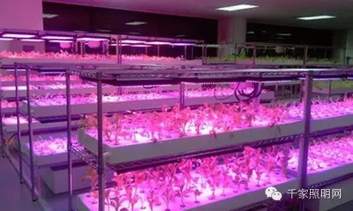 全球LED应用植物照明产值迎来高速增长