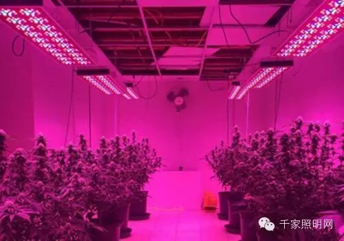 全球LED应用植物照明产值迎来高速增长