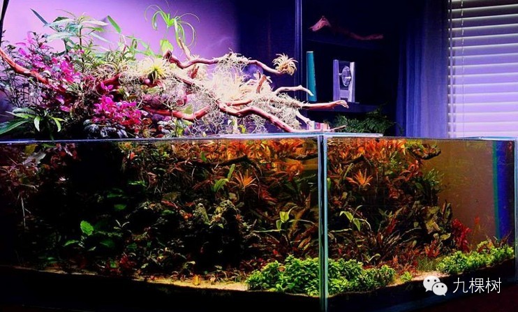 水陆缸(Paludarium)与雨林缸（Vivarium）