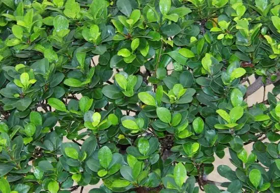 秋季需抹芽植物