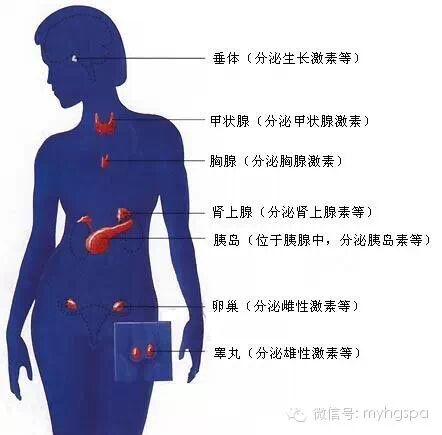 很多人认为只有男人才会分泌雄激素,这是错误的,不论男女,在他们的体