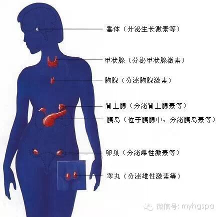 人体八大腺体分泌的荷尔蒙