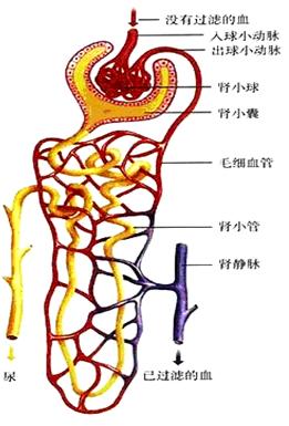 细说蛋白尿成因、检验及其临床意义