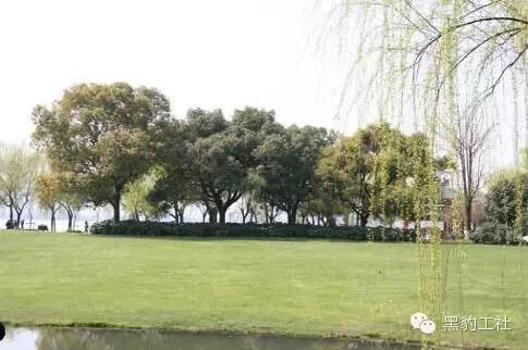 【植物景观理论】经典案例分析——柳浪闻莺闻莺馆前大草坪
