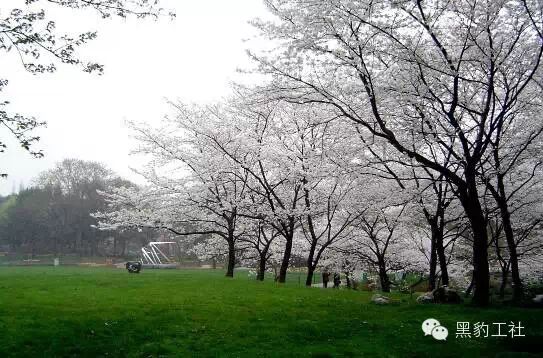 【植物景观理论】经典案例分析——杭州太子湾逍遥坡草坪