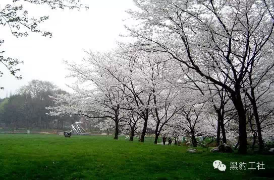 【植物景观理论】经典案例分析——杭州太子湾逍遥坡草坪 【植物景观理论】经典案例分析——杭州太子湾逍遥坡草坪