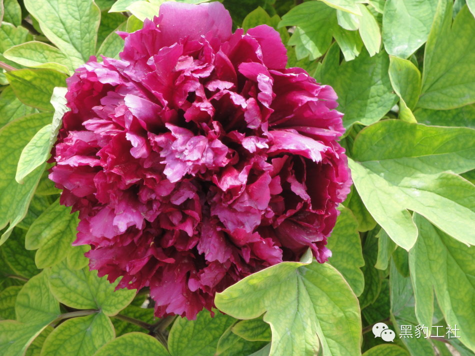 【植物景观理论】令人眼花缭乱的牡丹和芍药品种