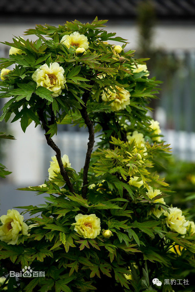 【植物景观理论】令人眼花缭乱的牡丹和芍药品种