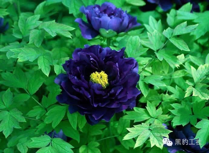 【植物景观理论】令人眼花缭乱的牡丹和芍药品种