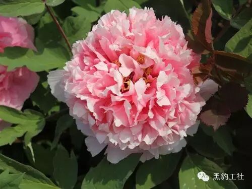 【植物景观理论】令人眼花缭乱的牡丹和芍药品种