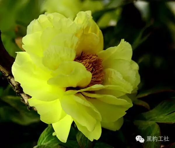 【植物景观理论】令人眼花缭乱的牡丹和芍药品种