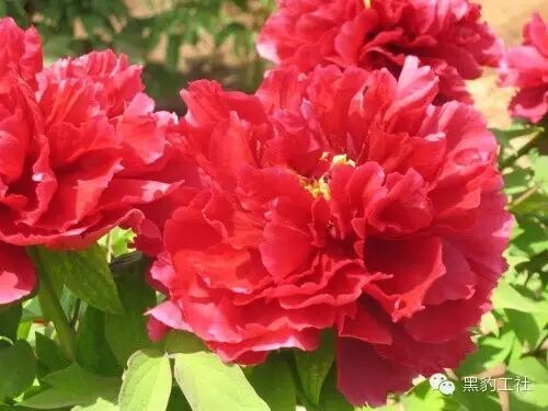 【植物景观理论】令人眼花缭乱的牡丹和芍药品种