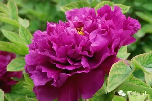 【植物景观理论】令人眼花缭乱的牡丹和芍药品种