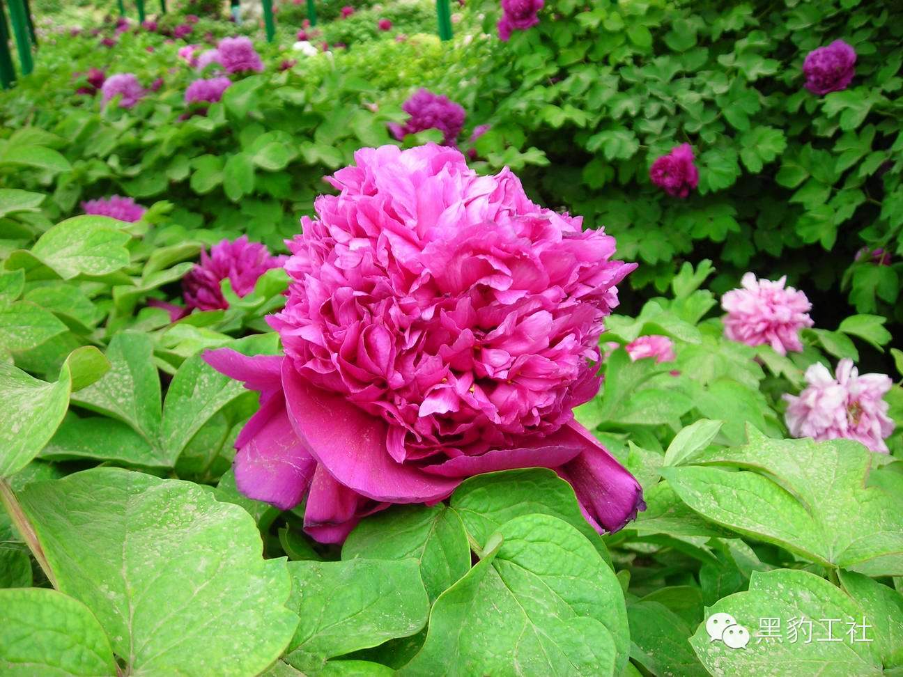 【植物景观理论】令人眼花缭乱的牡丹和芍药品种