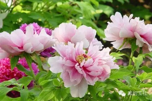 【植物景观理论】令人眼花缭乱的牡丹和芍药品种