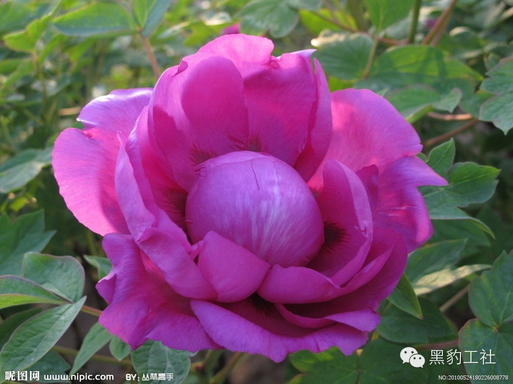 【植物景观理论】令人眼花缭乱的牡丹和芍药品种