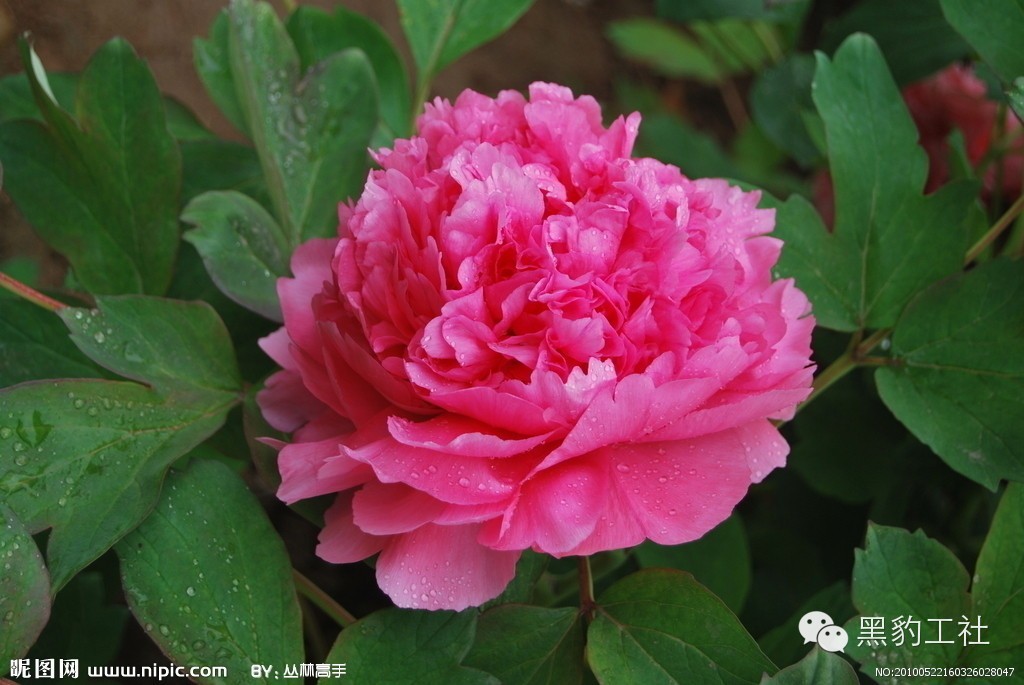 【植物景观理论】令人眼花缭乱的牡丹和芍药品种