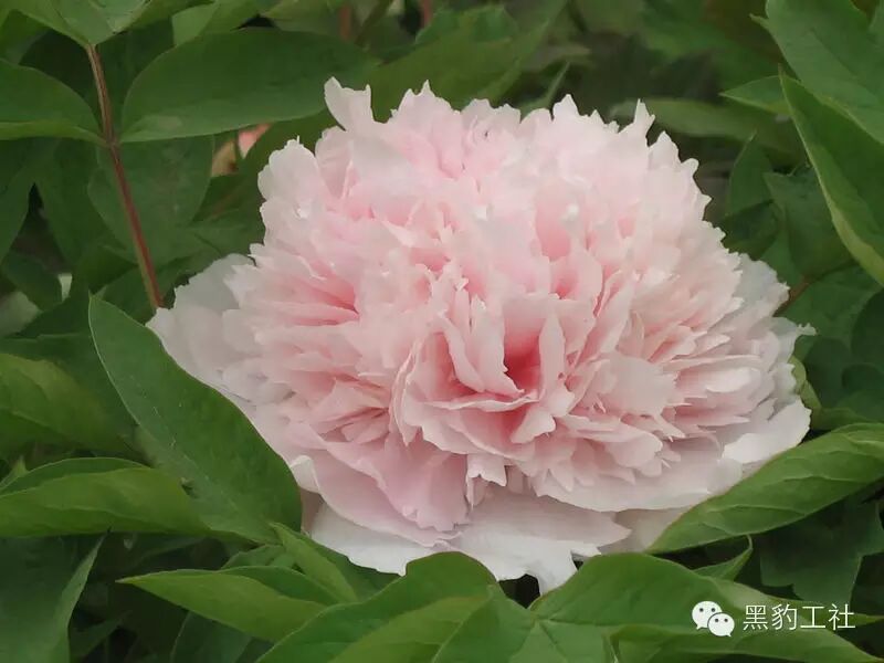 【植物景观理论】令人眼花缭乱的牡丹和芍药品种