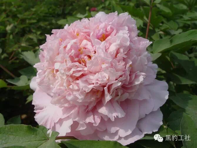 【植物景观理论】令人眼花缭乱的牡丹和芍药品种