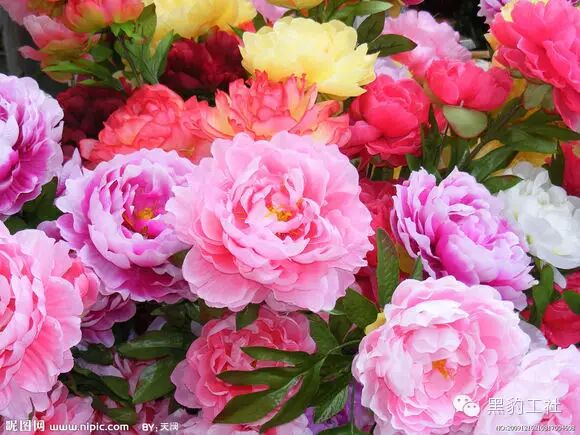 【植物景观理论】令人眼花缭乱的牡丹和芍药品种