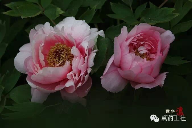 【植物景观理论】令人眼花缭乱的牡丹和芍药品种