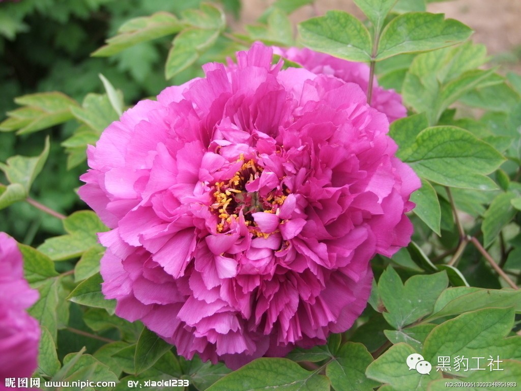 植物景观理论令人眼花缭乱的牡丹和芍药品种