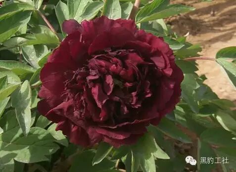 【植物景观理论】令人眼花缭乱的牡丹和芍药品种