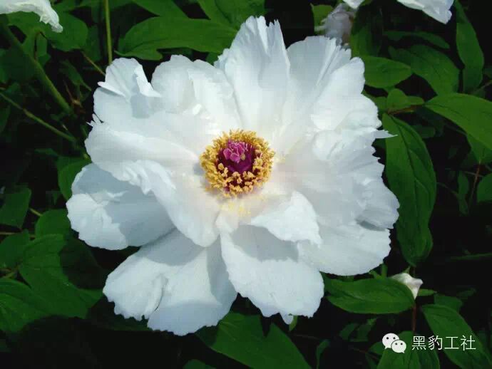 【植物景观理论】令人眼花缭乱的牡丹和芍药品种