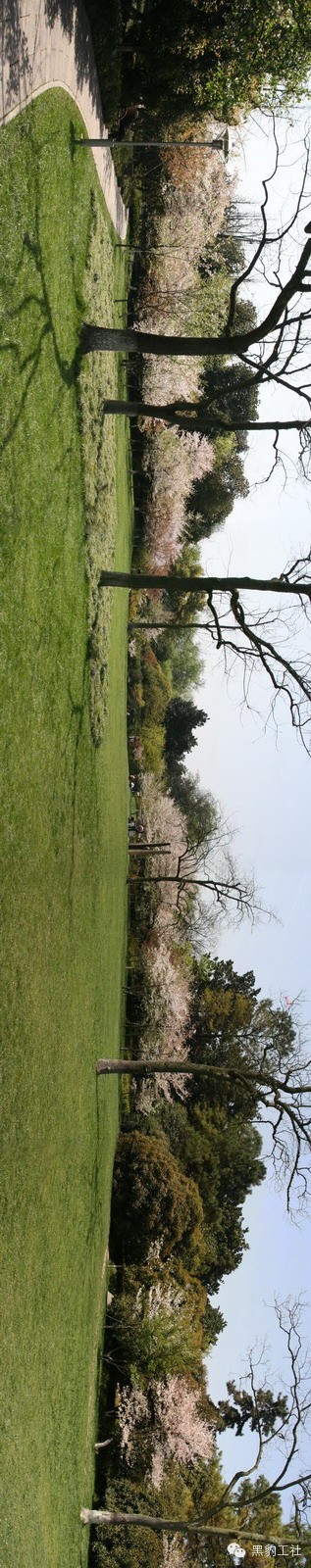 【植物景观理论】经典案例分析——柳浪闻莺友谊园樱花草坪