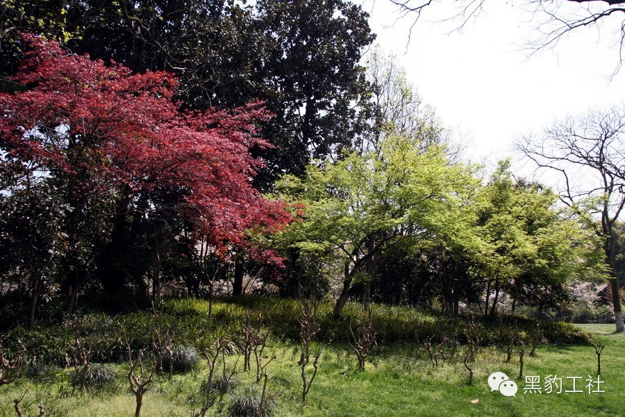 【植物景观理论】经典案例分析——柳浪闻莺友谊园樱花草坪