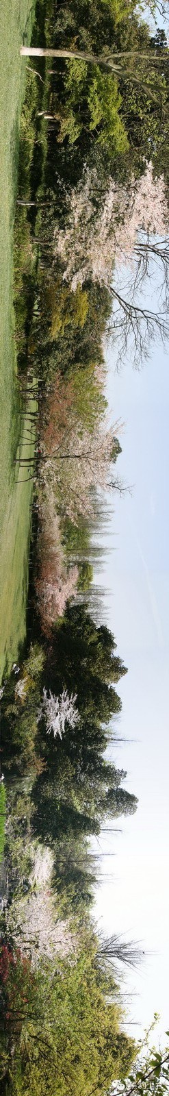 【植物景观理论】经典案例分析——柳浪闻莺友谊园樱花草坪