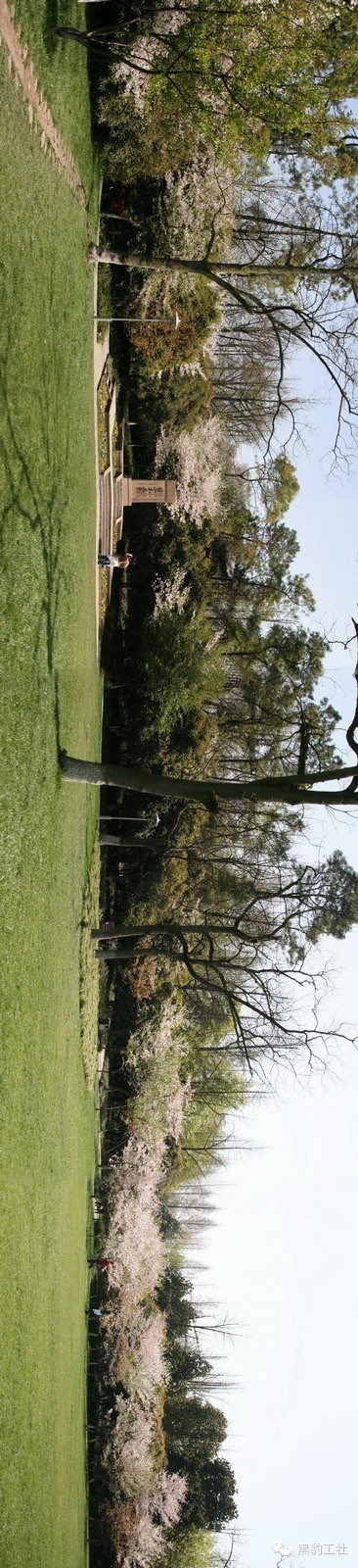 【植物景观理论】经典案例分析——柳浪闻莺友谊园樱花草坪