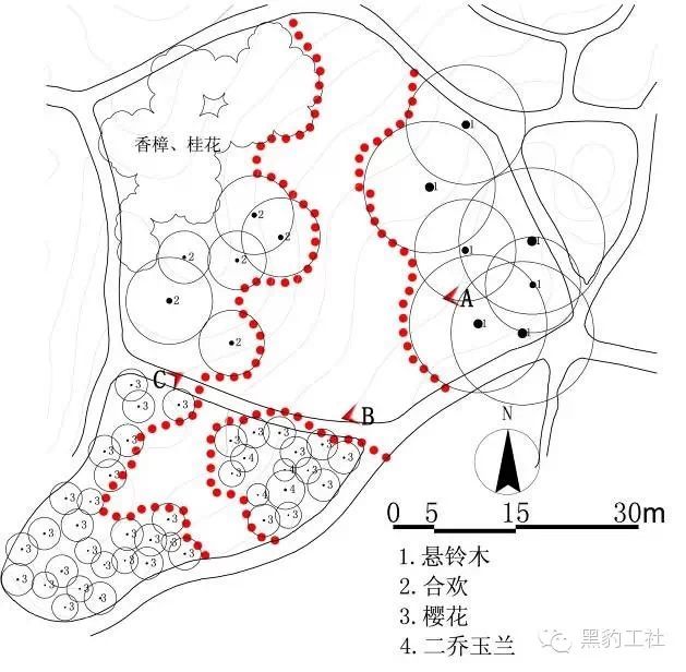 图1 悬铃木,合欢,樱花草坪实测平面图