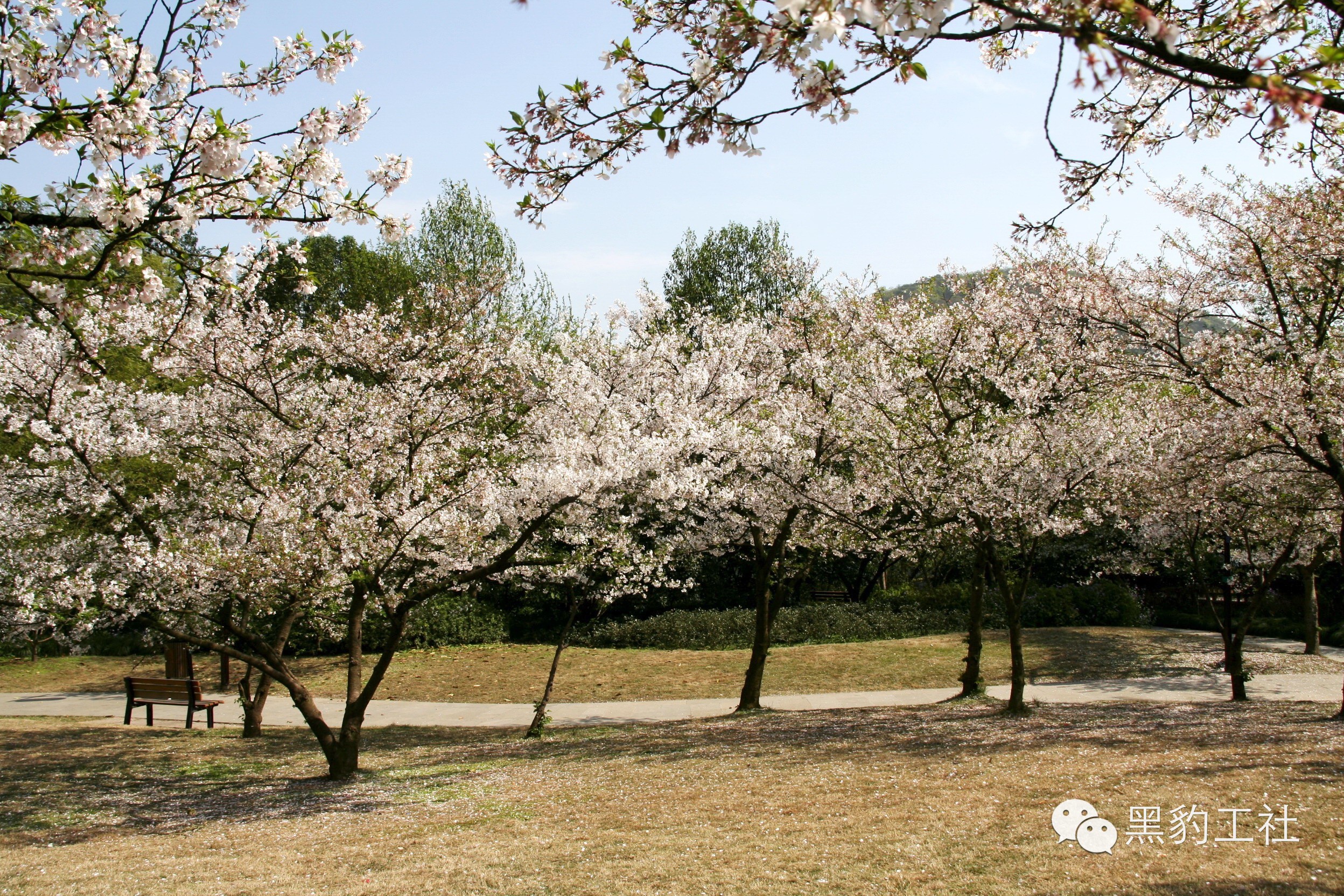 【植物景观理论】经典案例分析——花港观鱼悬铃木草坪