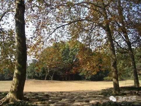 【植物景观理论】经典案例分析——花港观鱼悬铃木草坪