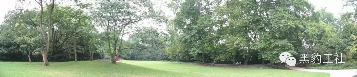 【植物景观理论】经典案例分析——花港观鱼悬铃木草坪