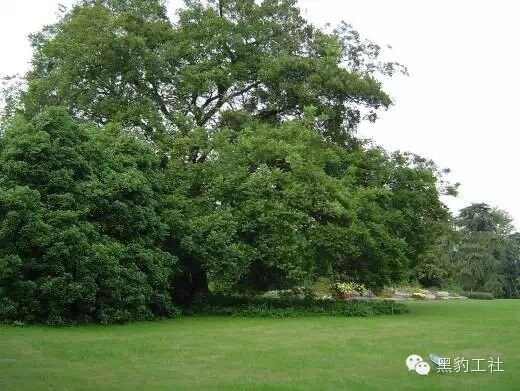 【植物景观理论】经典案例分析——花港观鱼藏山阁草坪
