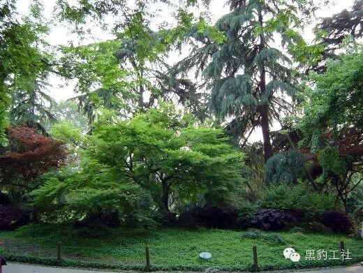 【植物景观理论】经典案例分析——花港观鱼藏山阁草坪