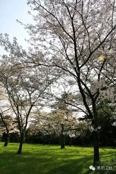 【植物景观理论】经典案例分析——花港观鱼藏山阁草坪