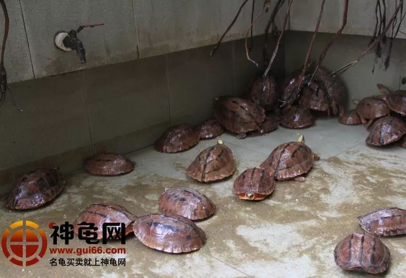 养龟一年胜过工作三十多年的收益