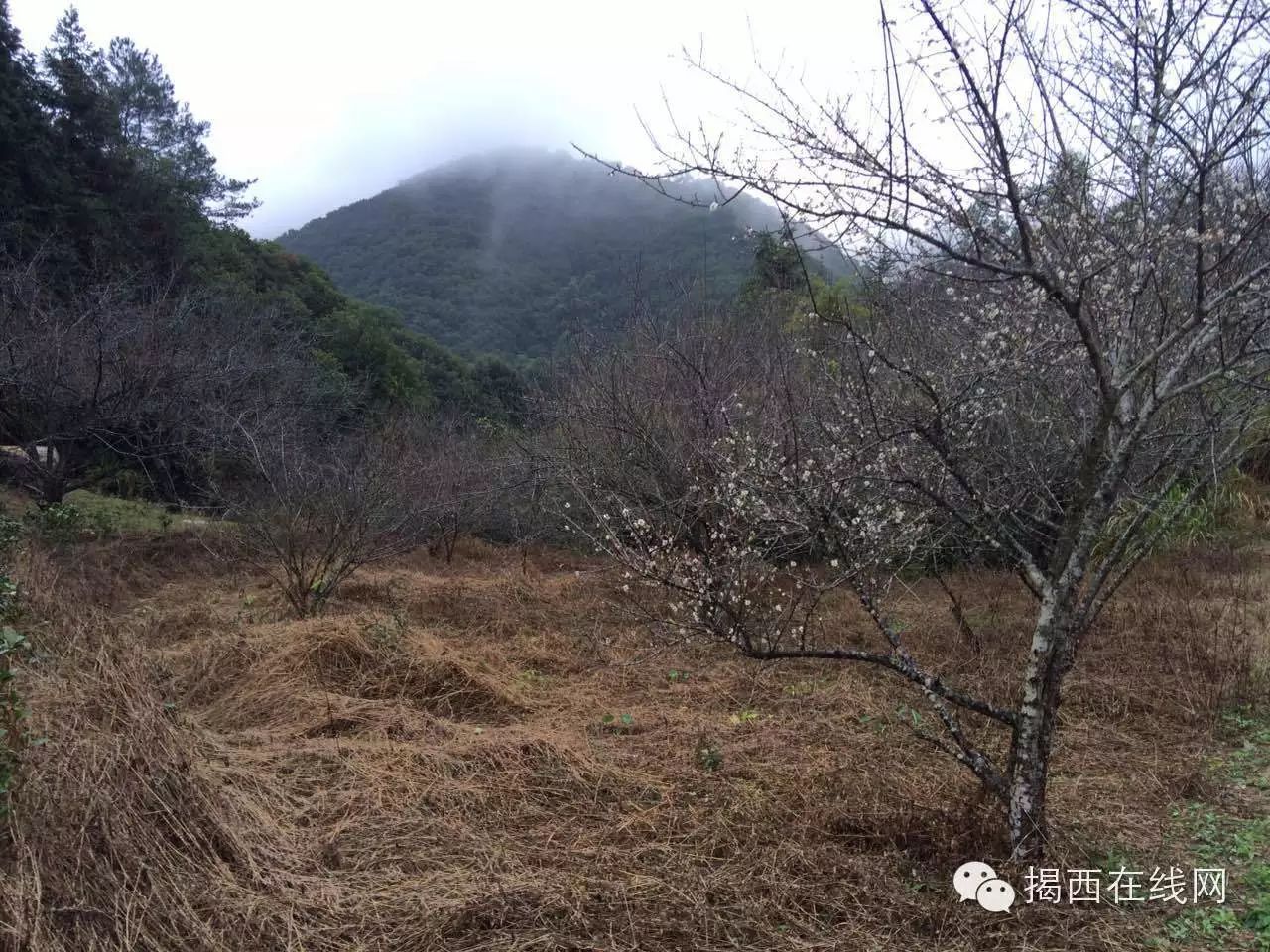 天气正好我来带你去揭西石内看梅花