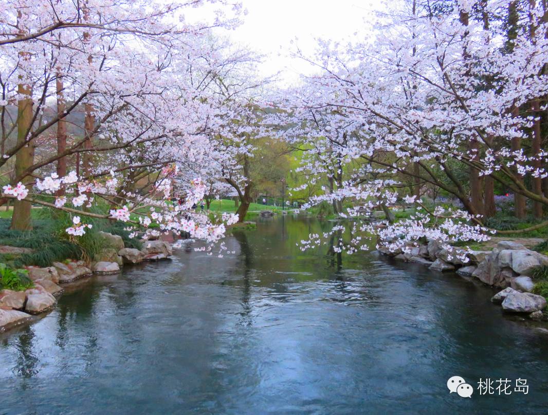 《桃花岛》推荐国内春季旅游好去处