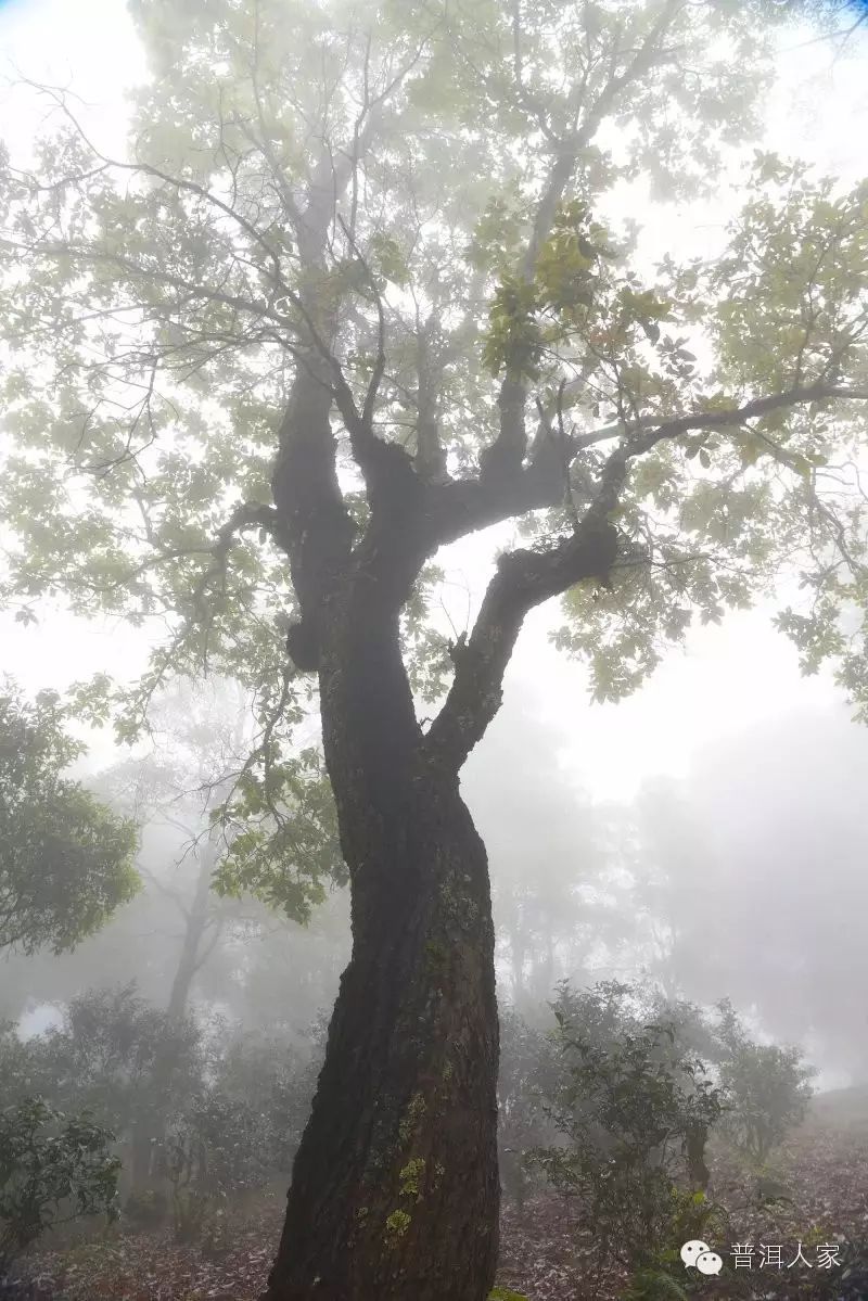 古茶林里的水冬瓜树,景迈茶香就源于这些树