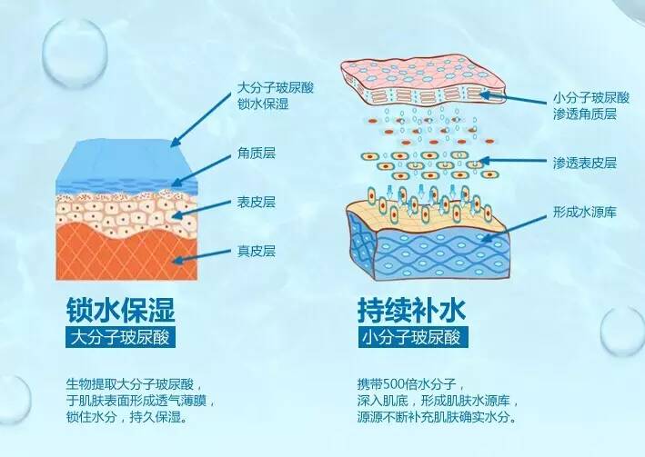 主要成分:小分子透明质酸.透明质酸,又名玻尿酸,是一种酸性粘多糖.