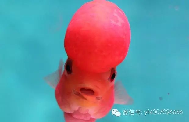 罗汉鱼鉴赏必备技能：从头部、颜色等方面判断好坏