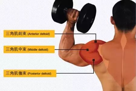 三角肌前束锻炼方法_三角肌前束功能_三角肌前束