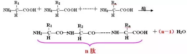 高一生物必修一公式总结