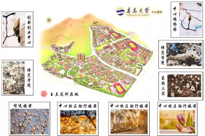 玉兰花开我在青大等你附青大玉兰赏花地图