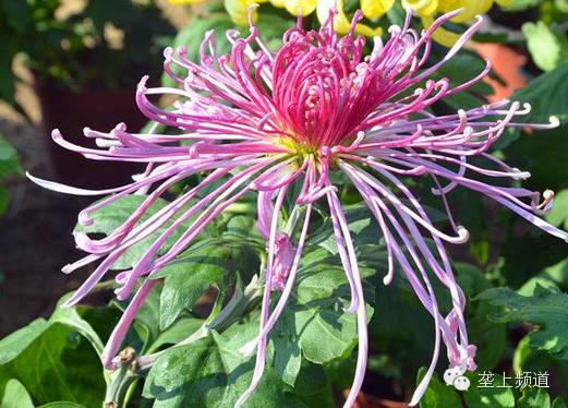 麻城菊花節(jié)